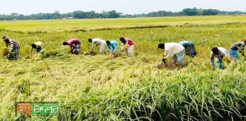 ঘূর্ণিঝড় অশনি; মতলব উত্তরের কৃষকদের আগাম ধান কাটার পরামর্শ