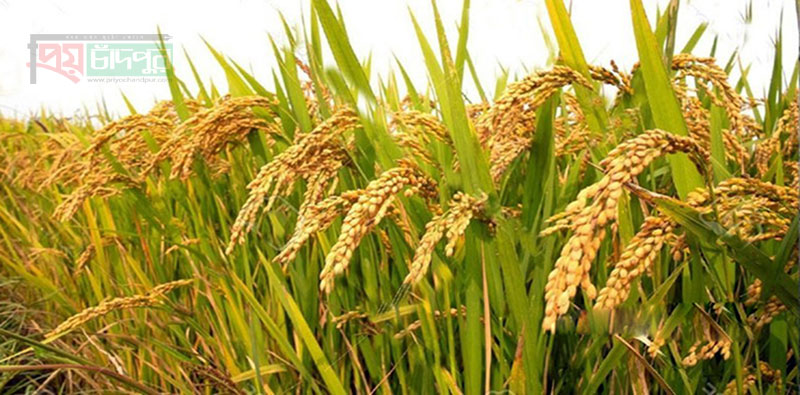 সমলয় পদ্ধতির বোরো ধান চাষে বাম্পার ফলনে কৃষকরা এখন আনন্দিত