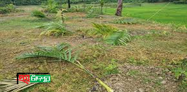 গাছের সাথে এ কেমন শত্রুতা!