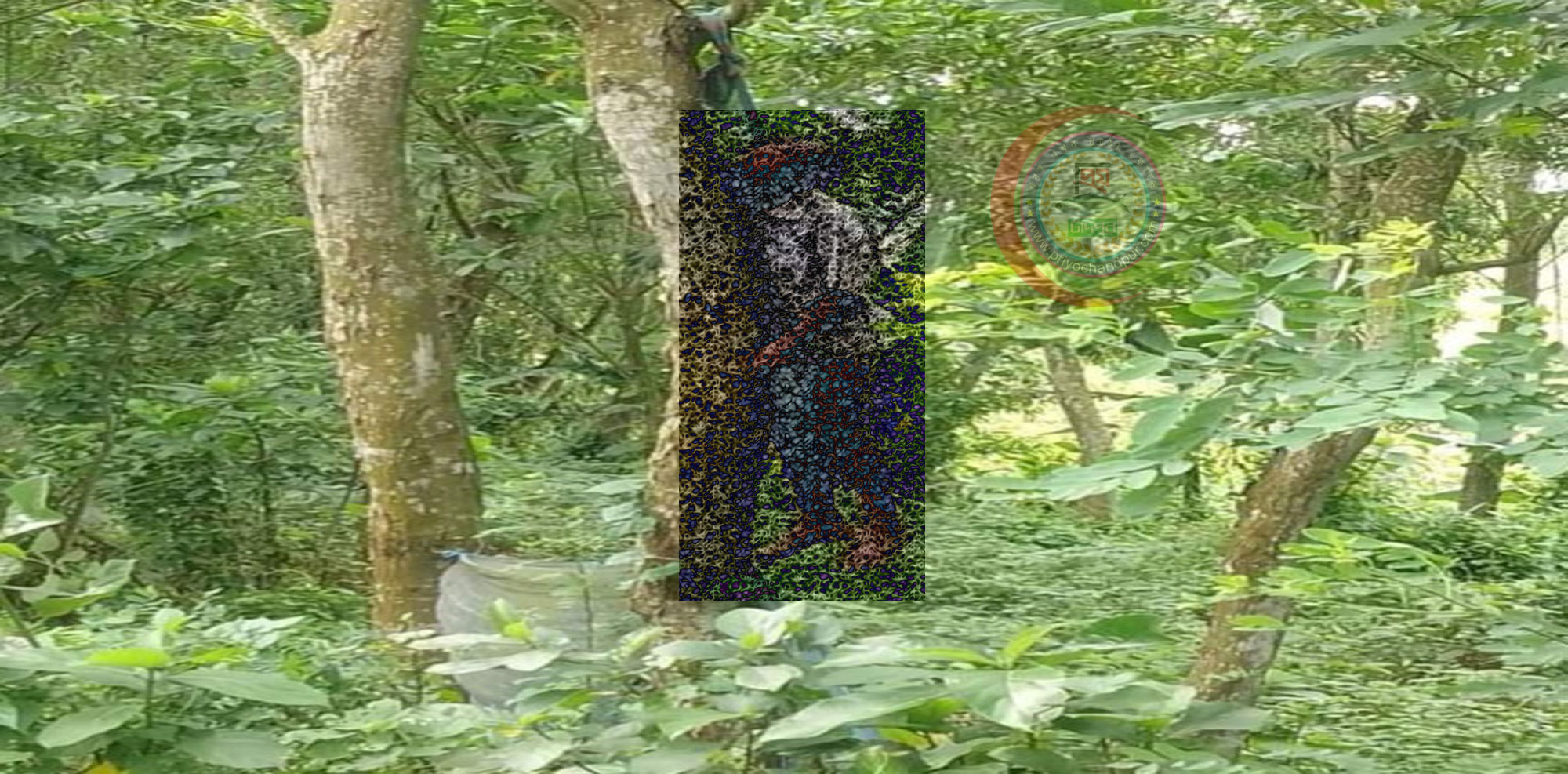 হাজীগঞ্জে রেল লাইনের পাশে গাছ থেকে কৃষকের ঝুলন্ত মরদেহ উদ্ধার