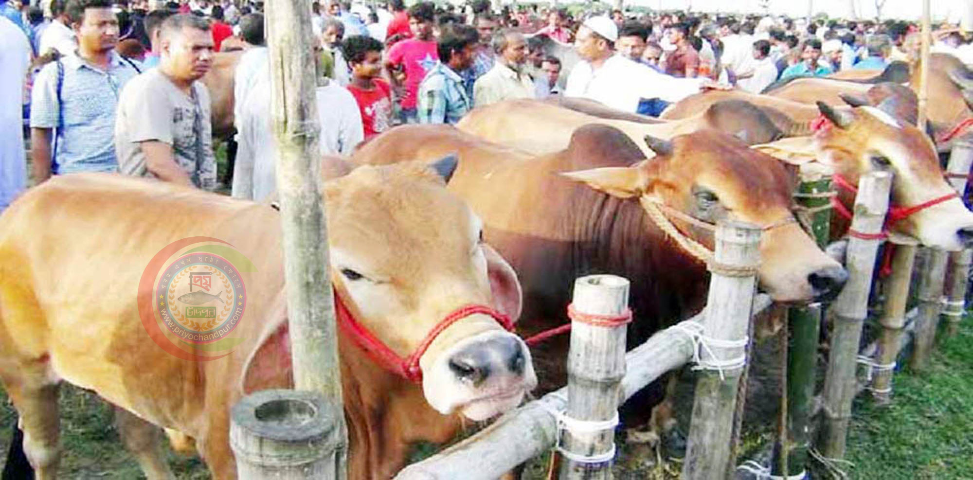 কোরবানির পশু বিক্রি করে লাভবান ব্যবসায়ীরা
