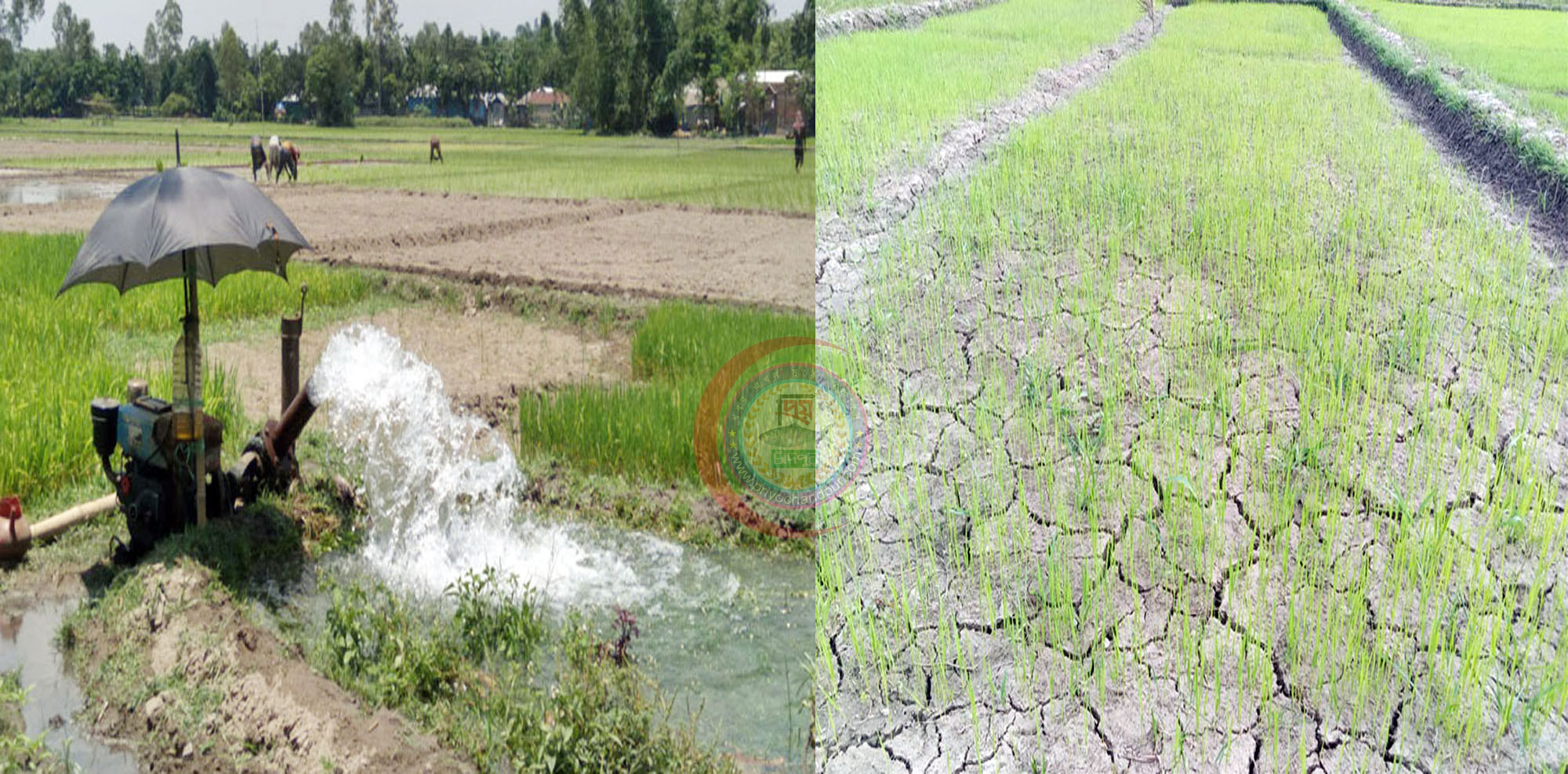 বৃষ্টি নেই, আমন চাষ নিয়ে বিপাকে ৩০ হাজার কৃষক