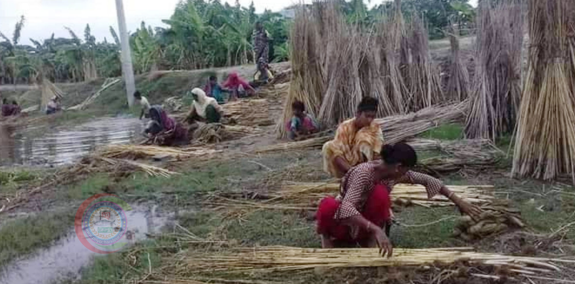 হাইমচরে সোনালী আঁশ সংগ্রহে ব্যস্ত কৃষক-কৃষাণী