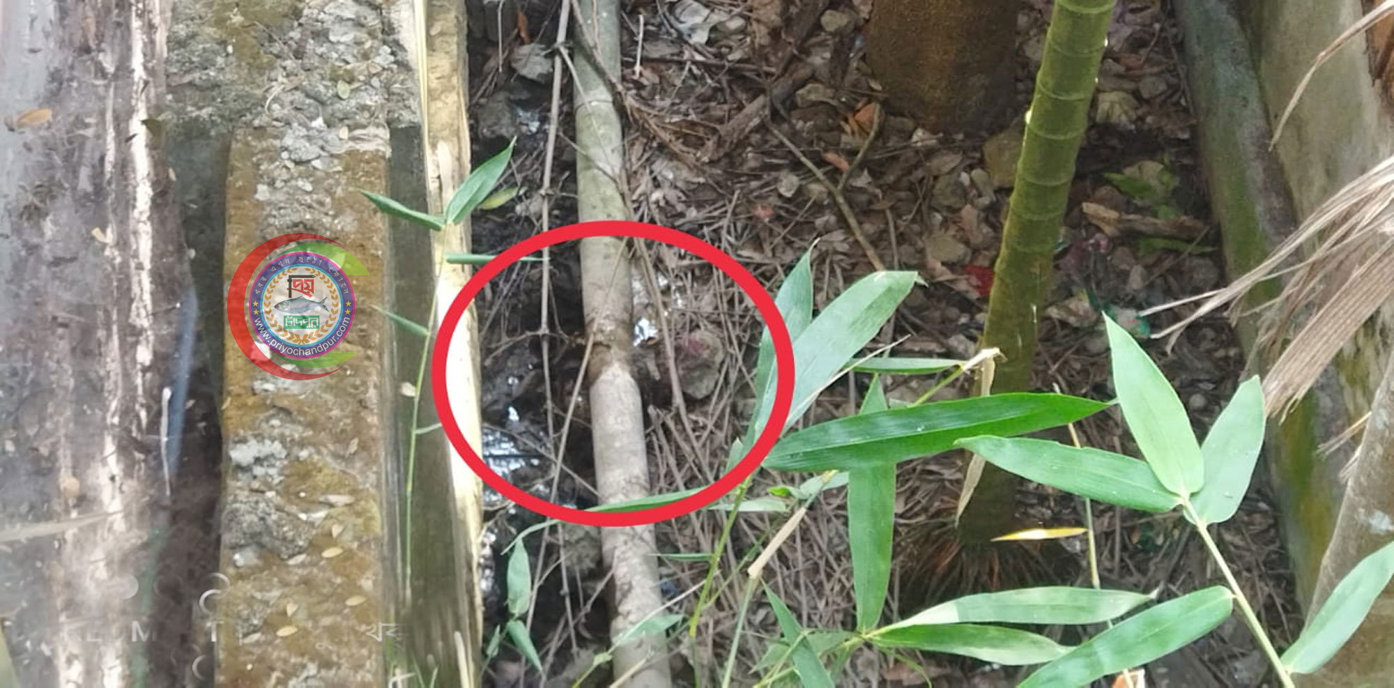 আশিকাটিতে টয়লেটের পাইপ ভেঙে ময়লা বের হচ্ছে বাহিরে; ঝুঁকিতে জনস্বাস্থ্য