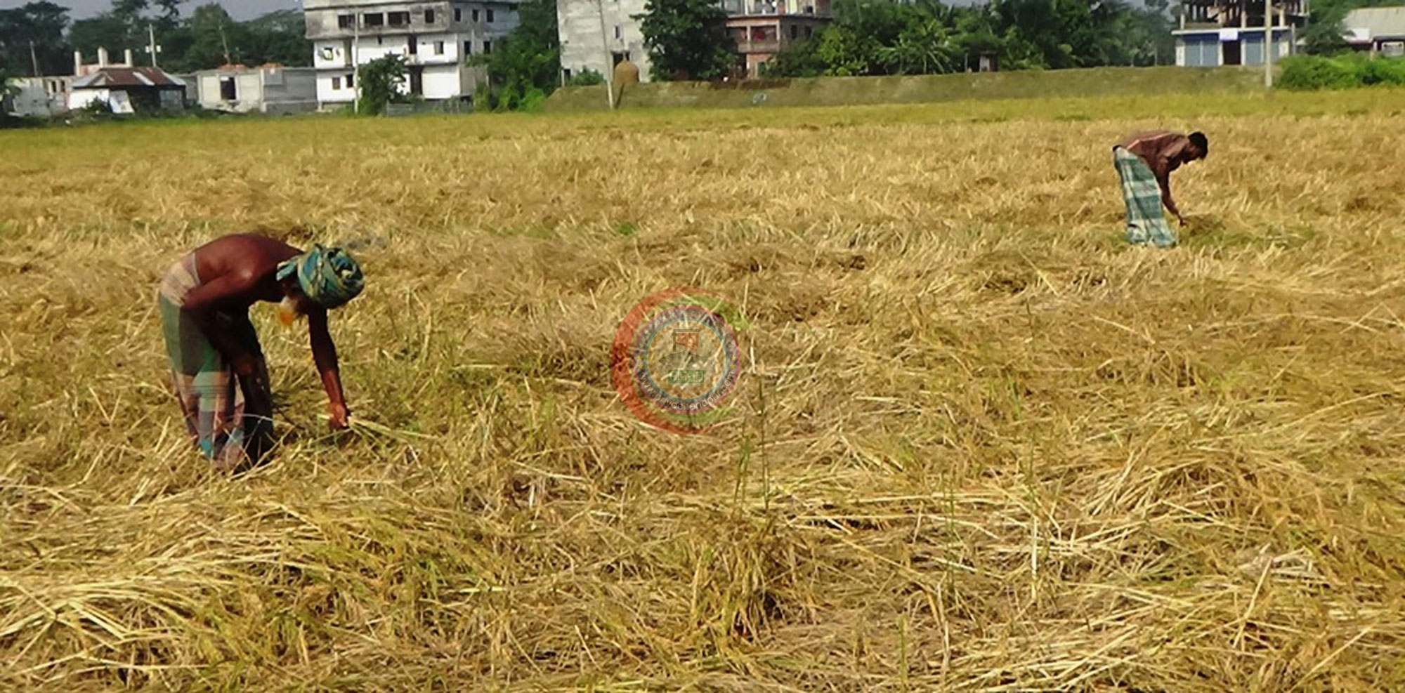 আমন ধান কাটতে ব্যস্ত সময় পার করছেন কচুয়ার কৃষকরা