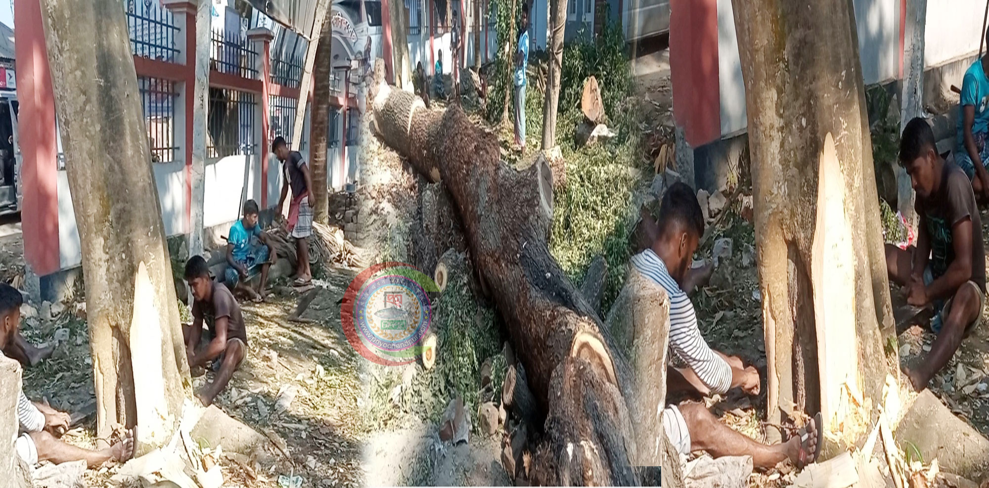 চাঁদপুর সরকারি কলেজের শত বছর পুরনো মূল্যবান গাছ টেন্ডার ছাড়াই বিক্রি