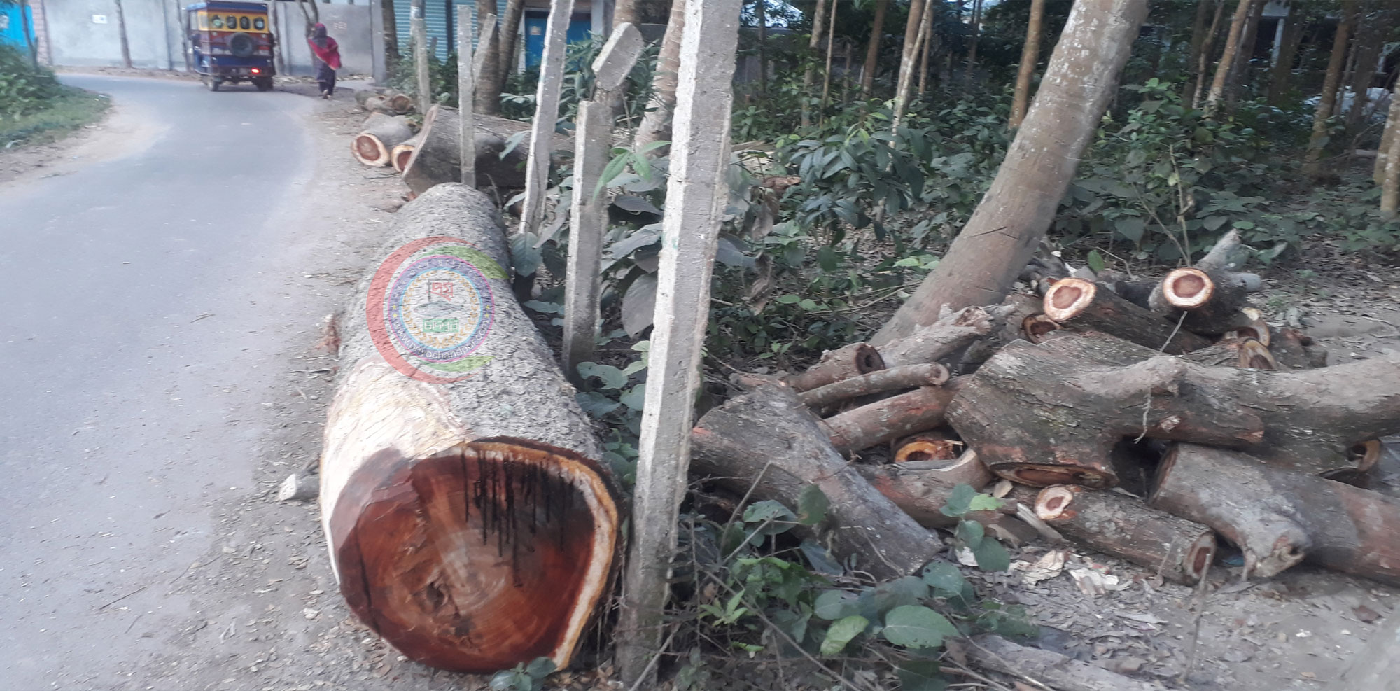 শাহমাহমুদপুরে চেয়ারম্যান-মেম্বারের নির্দেশে সরকারি গাছ কর্তনের অভিযোগ!