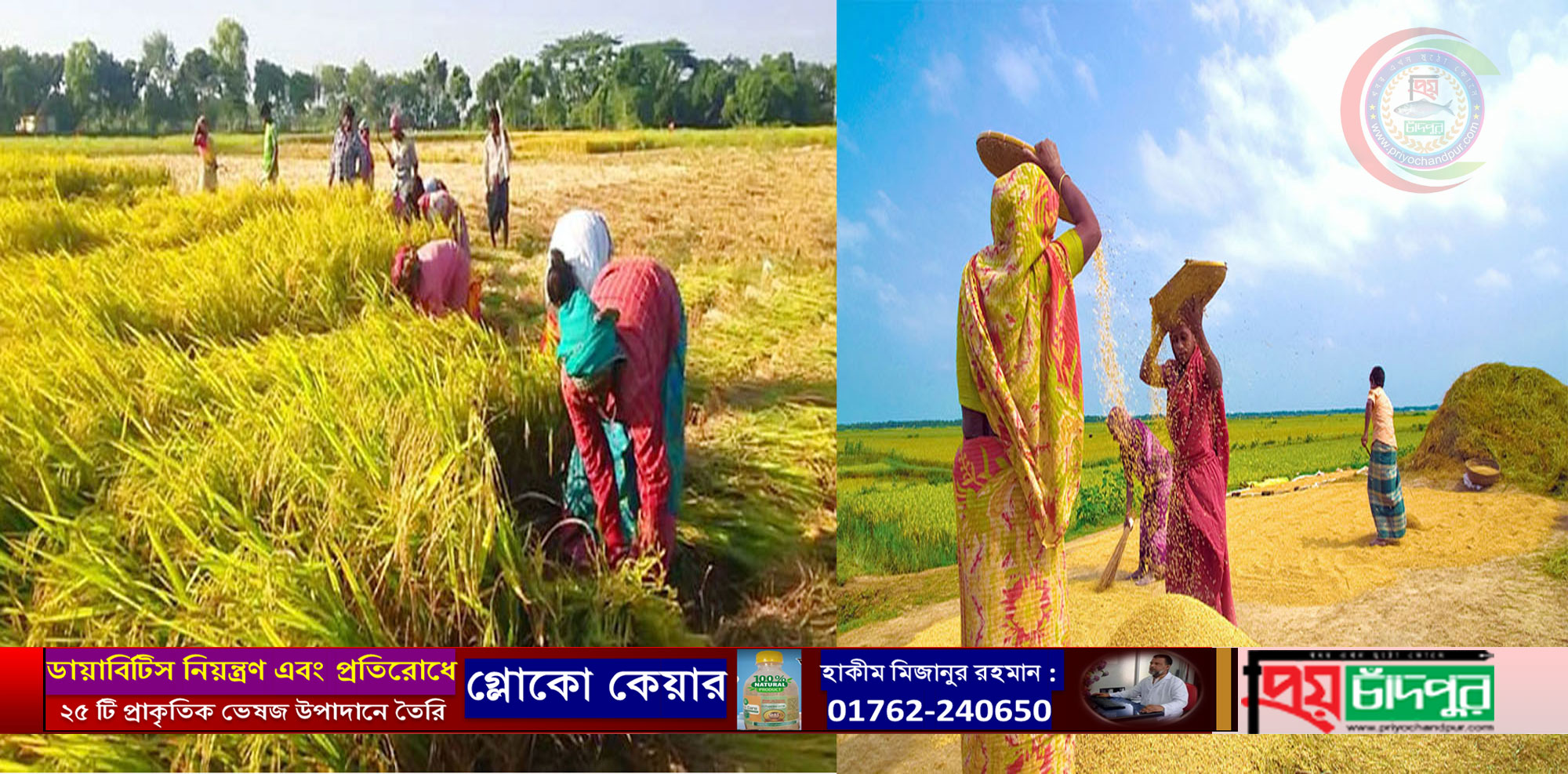 মতলব উত্তরে রোপা আমনের বাম্পার ফলন