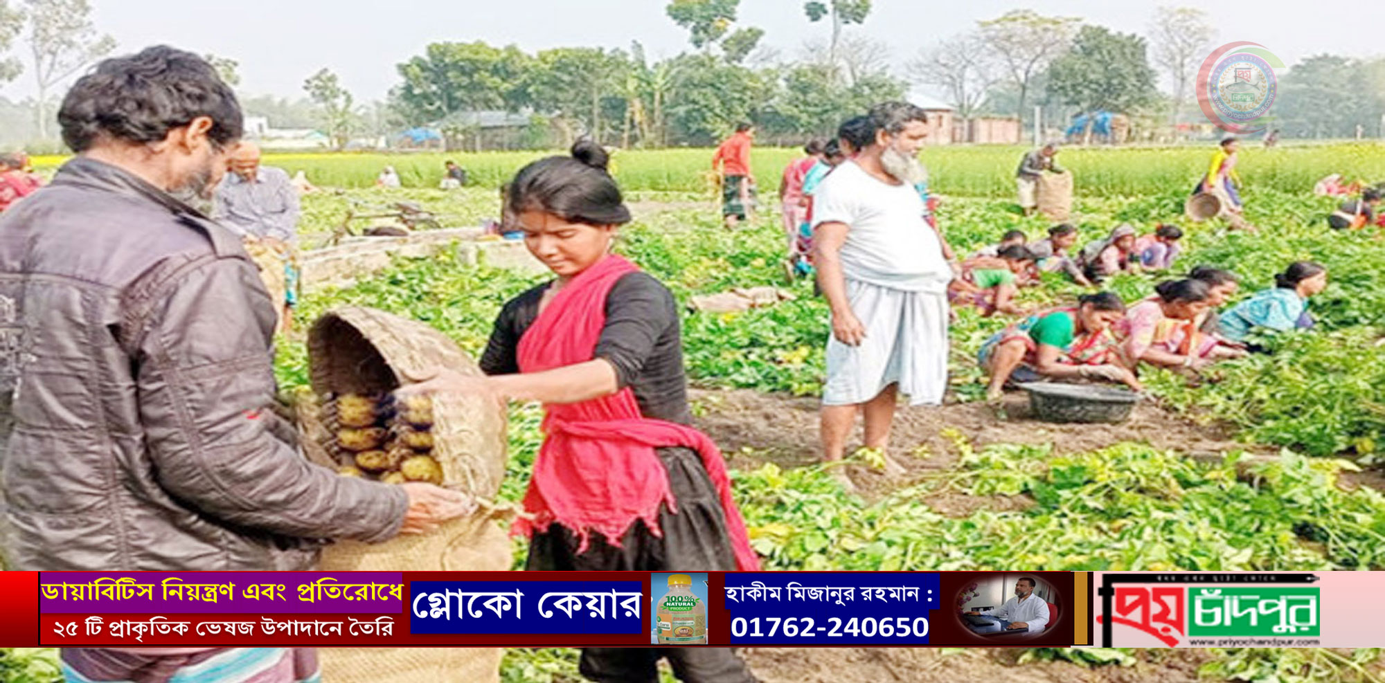 আগাম জাতের আলু চাষে লাভবান কৃষক