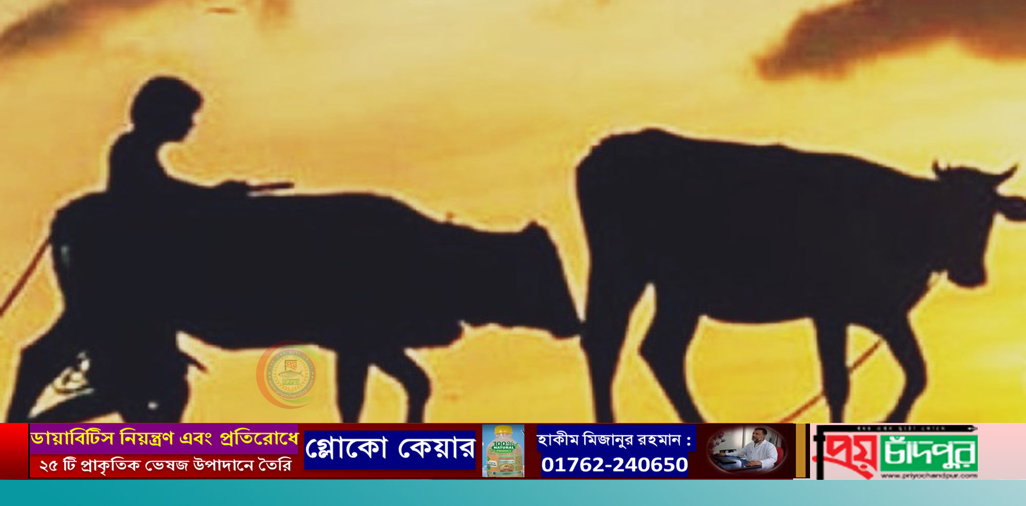 ফরিদগঞ্জের চৌরাঙ্গা গ্রামে এক কৃষকের ২ গরু চুরি : পরিবারে কান্নার রোল