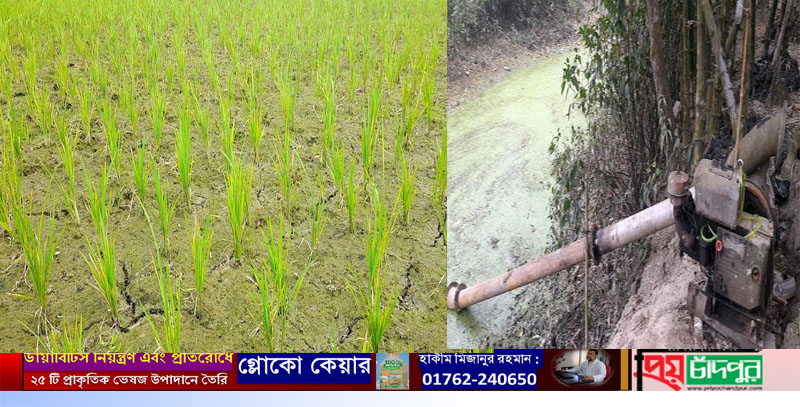 ফরিদগঞ্জে হতাশায় কৃষক, পানিশূন্য সেচখাল