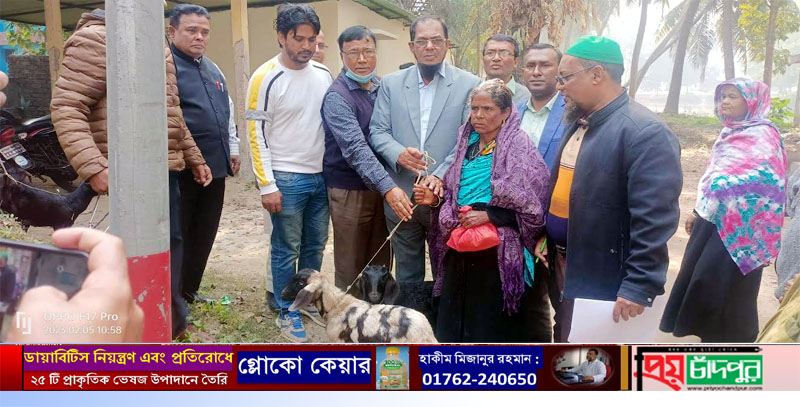 চাঁদপুরে অসহায় দুস্থ্যদের মাঝে ছাগল বিতরণ বিতরণ