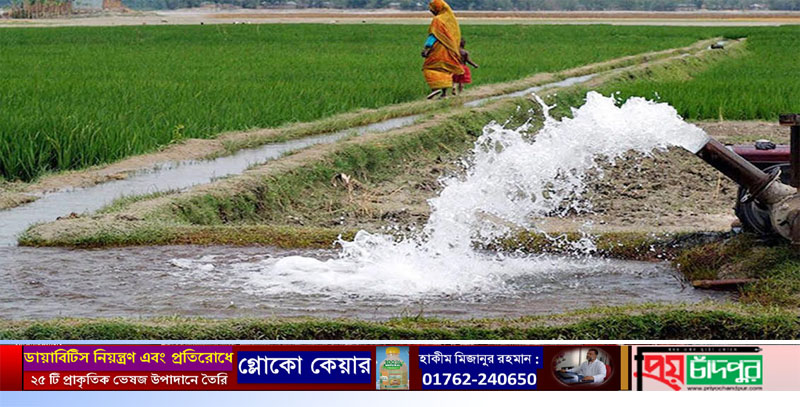 বোরো ধান রোপনে বেড়েছে ব্যয় খরচ নিয়ে দুশ্চিন্তায় কৃষক