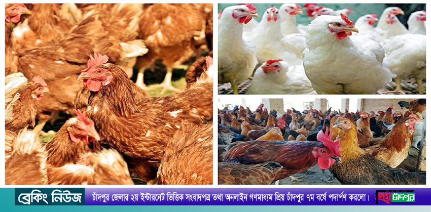 গরিবের ব্রয়লার মুরগি এখন ধনীদের পেটে, হতাশ মধ্যবিত্ত