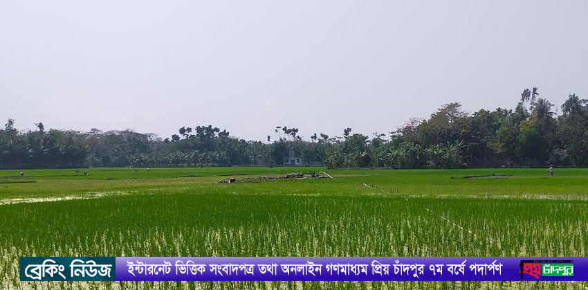 ফরিদগঞ্জে ফসলি জমি থেকে ড্রেজার দিয়ে মাটি কাটছে