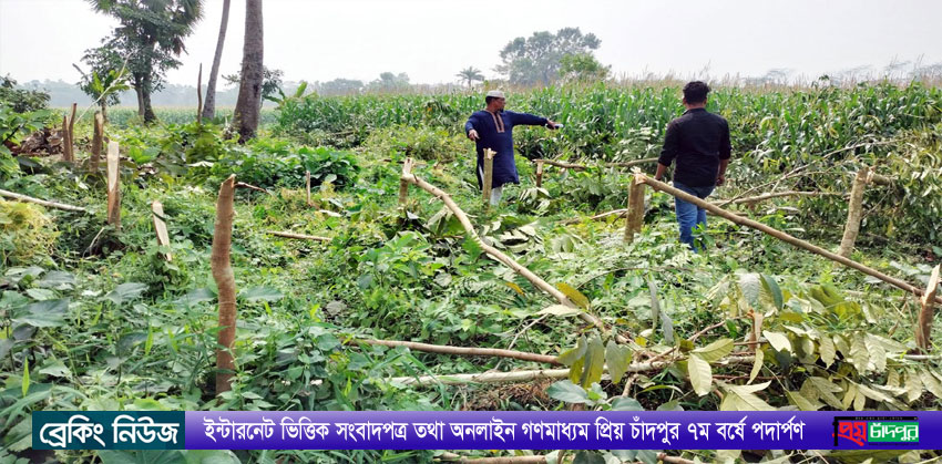 পাঁচশ’ কাঠ গাছ কেটে ২০ লক্ষাধিক টাকার ক্ষয়ক্ষতির অভিযোগ