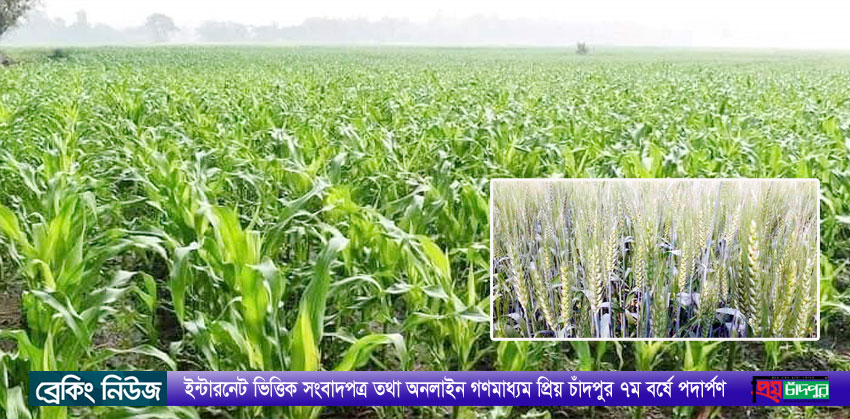 মতলব উত্তরে গম চাষে আগ্রহী হচ্ছেন কৃষকরা