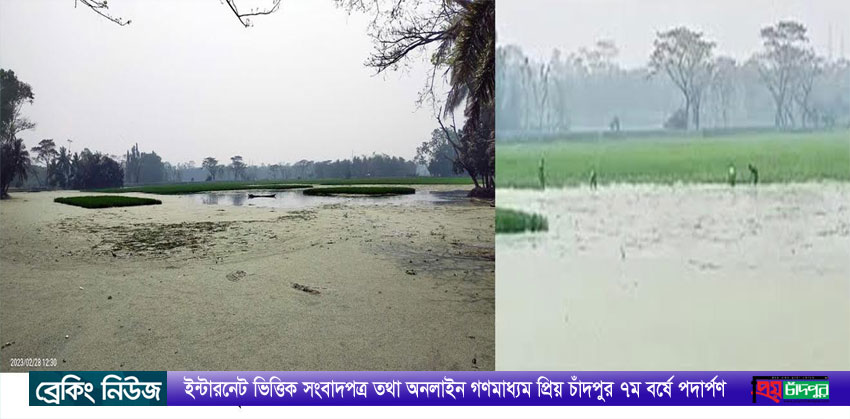প্রধানমন্ত্রীর নির্দেশ অমান্য করে ফরিদগঞ্জে ধানের চারা কেটে মাছ চাষের অভিযোগ