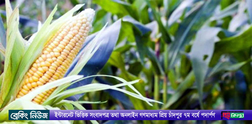 মতলব উত্তরে লাভজনক হওয়ায় বেড়েছে ভুট্টার চাষ