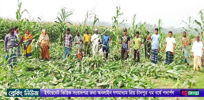 কচুয়ায় কৃষকের ১ হেক্টর জমির ফসল নষ্ট করেছে দুর্বৃত্তরা