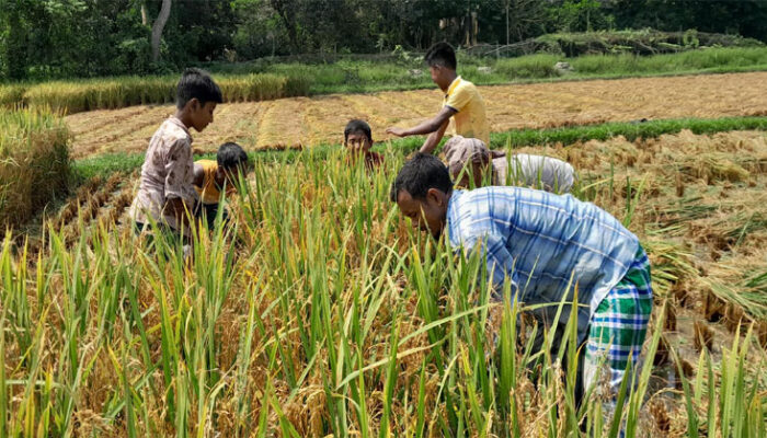 ব্লাস্ট রোগের কারনে কচুয়ায় আধাপাকা ধান কাটচ্ছেন কৃষকরা