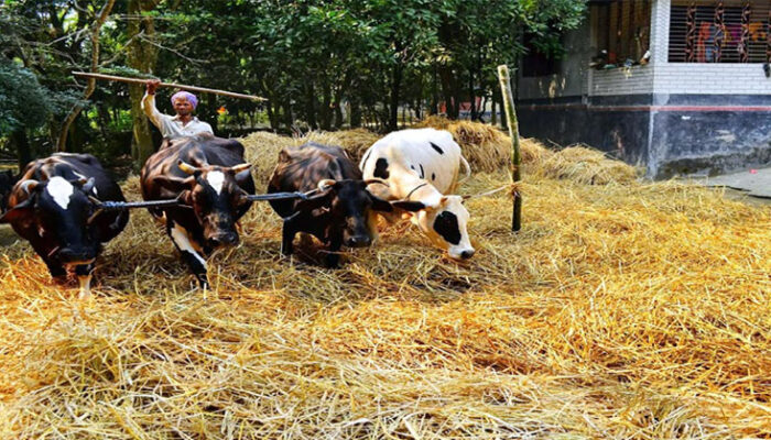হারিয়ে যাচ্ছে গরু দিয়ে ধান মাড়াই