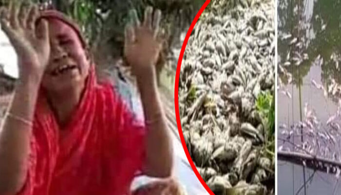 শাহরাস্তিতে পুকুরে বিষ প্রয়োগ করে মাছ নিধন, মাছচাষী গৃহবধূর বুকফাটা আর্তনাদ