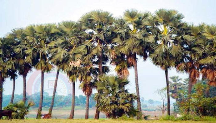 দিনে দিনে হারিয়ে যাচ্ছে ‘তাল গাছ’