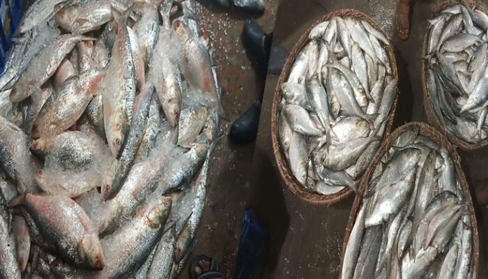 চাঁদপুর মাছঘাটে কিছুটা বেড়েছে ইলিশের সরবরাহ