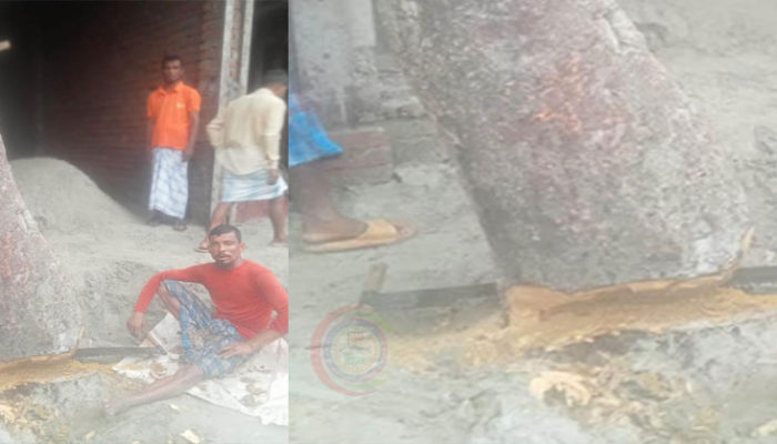 অনুমতি ছাড়াই চাঁদপুরের ফরাক্কাবাদে সরকারি গাছ কর্তন