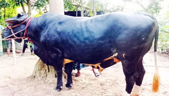 কচুয়ায় রাজাবাবু ষাঁড় ঈদের হাঁট জমাবে