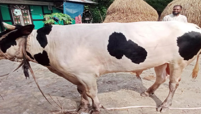 কচুয়ায় রাজবাবুর ওজন ১ হাজার কেজি, মূল্য ৭ লক্ষ টাকা