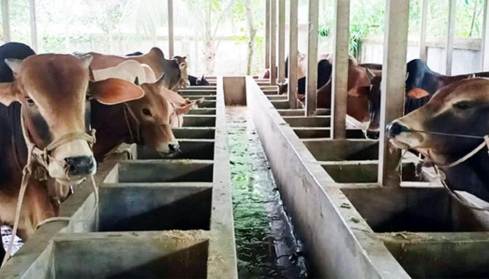 গো-খাদ্যের মূল্যবৃদ্ধির প্রভাব কোরবানির পশুর হাটে