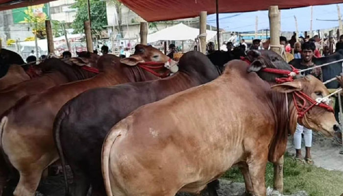 মতলব উত্তরে জমে উঠলেও বেচাকেনা নেই কোরবানির পশুরহাটে