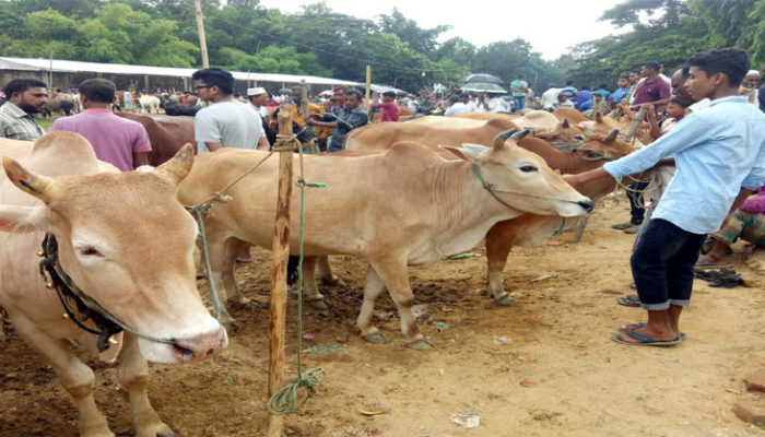 দেশি গরুতে ভরছে হাট