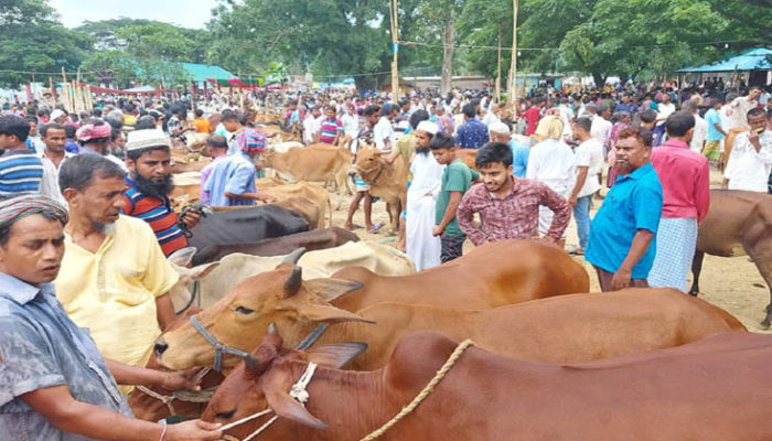 ঈদ যত ঘনিয়ে আসবে হাটে পশু আরও বাড়বে