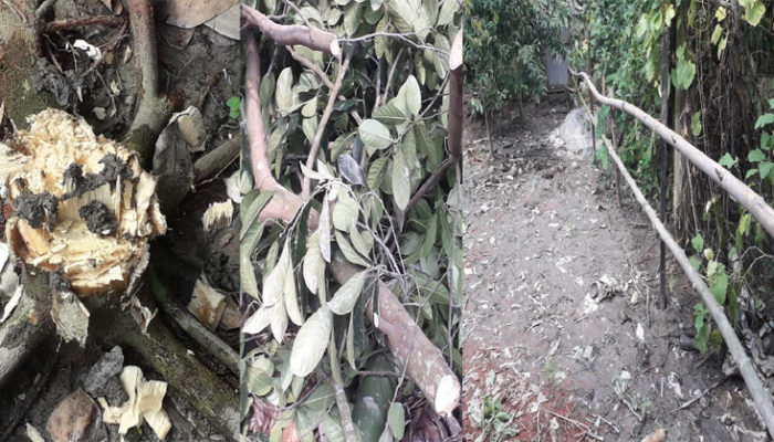 মতলব দক্ষিণে জোরপূর্বক জায়গা দখল চেষ্টার অভিযোগ