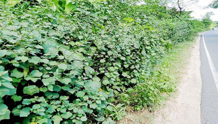 মেঘনা-ধনাগোদা সেচ প্রকল্প বেড়ি বাঁধ সড়কের পাশে ঝোপঝাড়, দুর্ঘটনার শঙ্কা