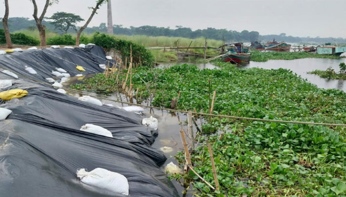 আবারো ভাঙছে চাঁদপুরের ডাকাতিয়া নদী