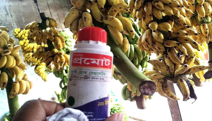 কাঁচা কলায় কেমিক্যাল ব্যবহারে পাকানোর দায়ে চাঁদপুরে ২০ হাজার টাকা জরিমানা