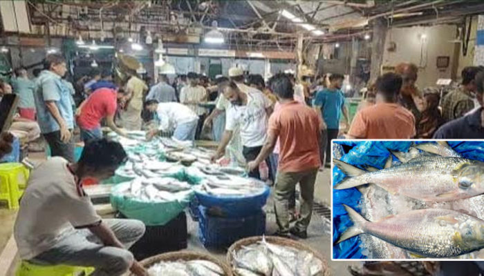 চাঁদপুরে ধরা পড়ছে ঝাঁকে ঝাঁকে ইলিশ