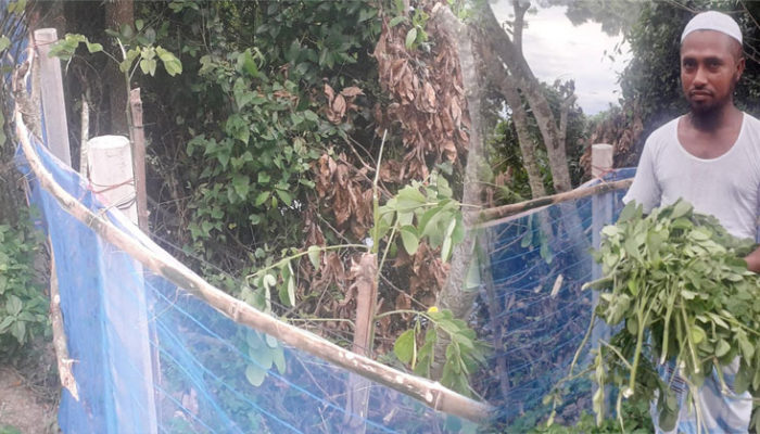 মতলব দক্ষিণে গাছের সাথে এ কেমন শক্রতা!