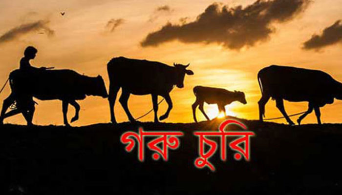 ফরিদগঞ্জে একরাতে ৮টি গরু চুরি!