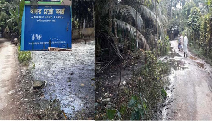 ফরিদগঞ্জে গরুর বর্জ্যে পরিবেশ দূষণ