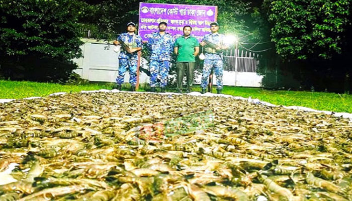 চাঁদপুরে ৩ হাজার ৫০০ কেজি বিষাক্ত জেলিযুক্ত চিংড়ি জব্দ