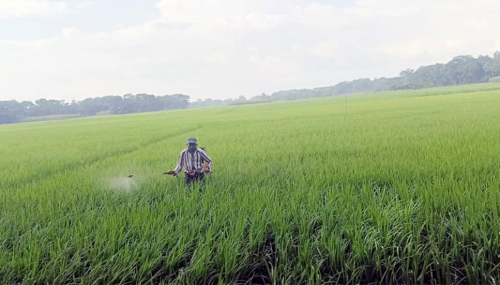 মেঘনা ধনাগোদা সেচ প্রকল্পে আমনের সবুজ ক্ষেতে স্বপ্ন বুনছেন কৃষক