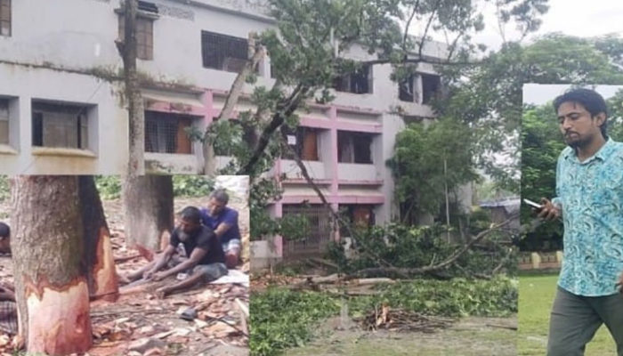 চাঁদপুরে ৩নং বালক সরকারি প্রাথমিক বিদ্যালয় মূল্যবান গাছ কেটে বিক্রি, কর্তৃপক্ষ উদাসীন