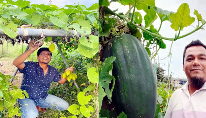 জাপানে চাঁদপুরের এমডি খানের সবজি বাগানের সফলতা