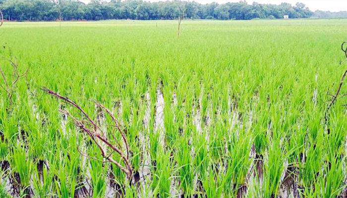 পার্চিং পদ্ধতিতে ঝুঁঁকছেন মতলব উত্তরের চাষিরা