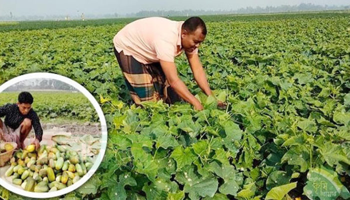 কম খরচে বেশি লাভ, খিরা চাষে লাভবান চাষিরা!